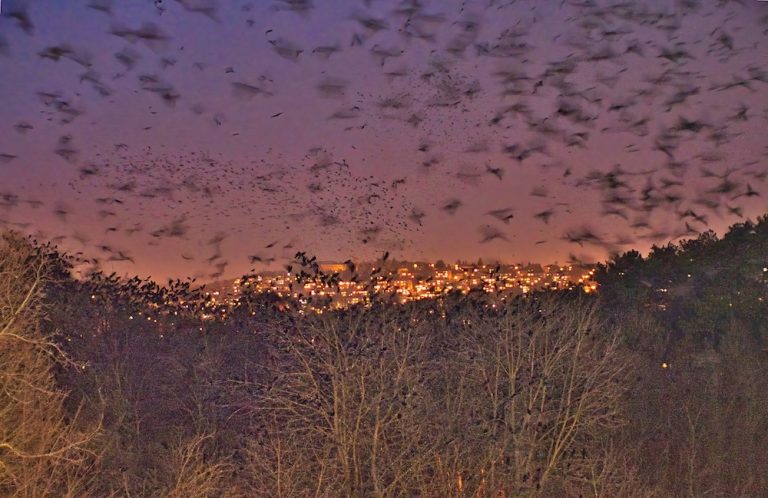 Ptáci nocují na stromech nedaleko Riviéry. Zalesněná oblast jim poskytuje dostatek klidu a bezpečí. Foto: Petr Pařil